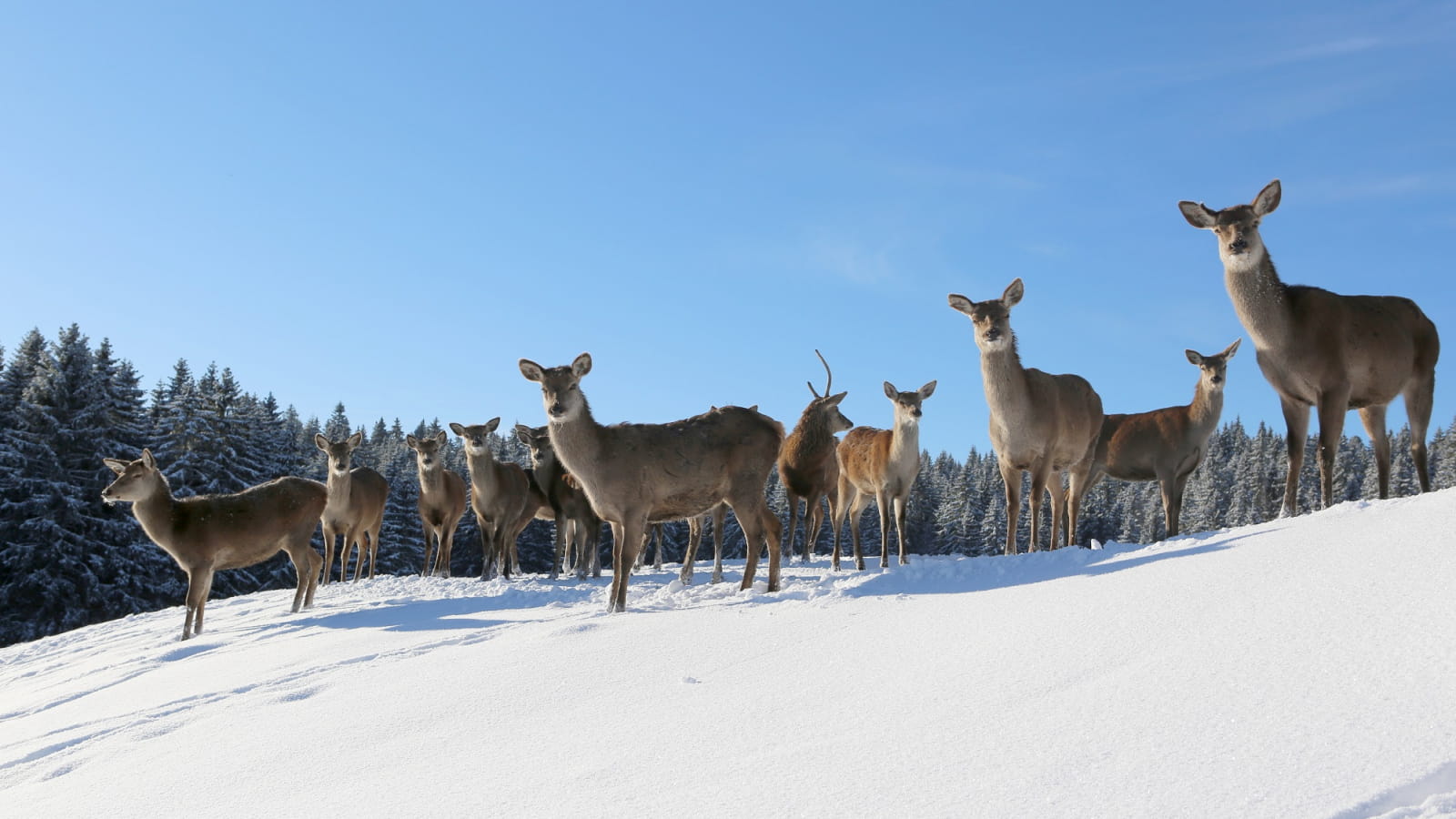 Parc Polaire Cernois Veuillet Et Les Fo 25240 Chaux neuve Le Parc Polaire, les animaux du Grand Nord | Doubs | Montagnes du Jura