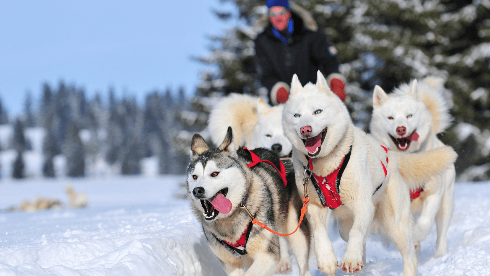 Chiens de traîneaux, Doubs