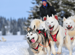 Attelage de chiens