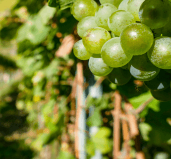 Vignoble