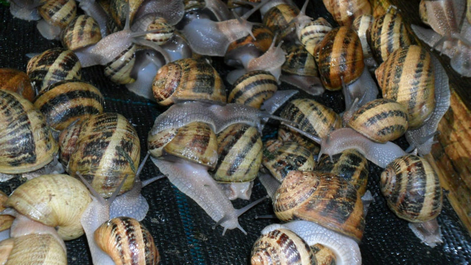 L'Escargot de la Ferme du Lomont