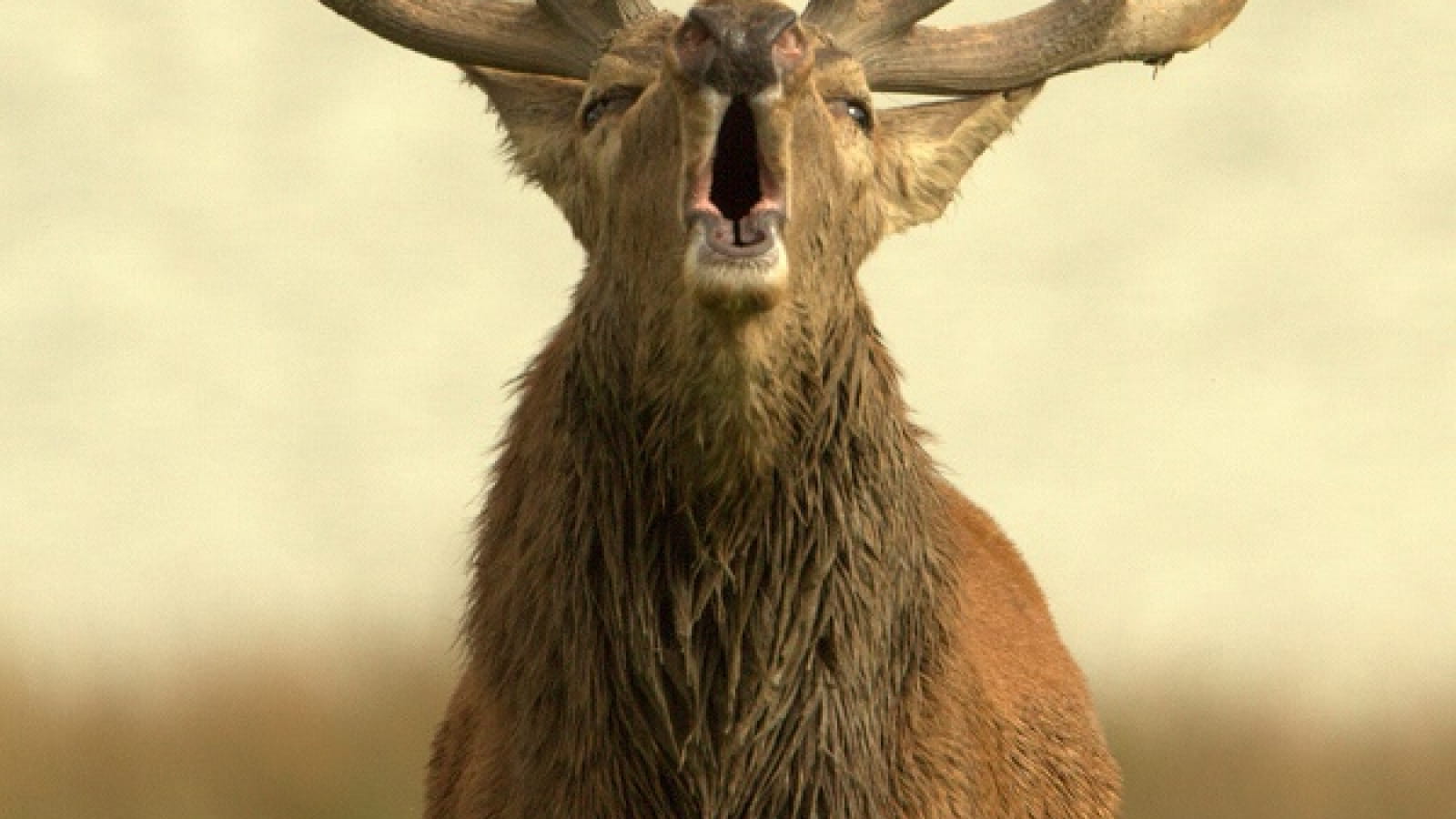Le Brame du Cerf