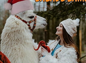 Balade de Noël avec les lamas - MAMIROLLE