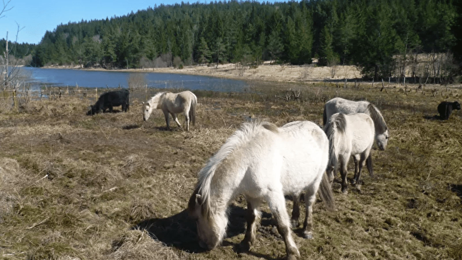 Sortie nature ' Au pas des Koniks'