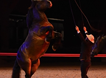 Spectacle équestre - Les Comtois en folie - MAICHE
