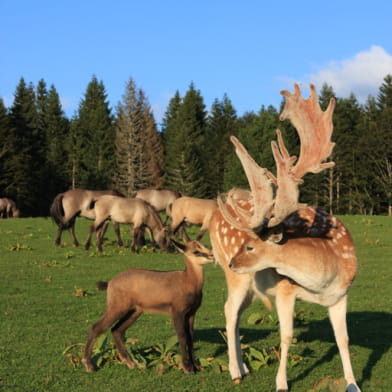 Parc Polaire