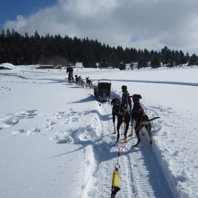 Ecole de traîneaux - Too Mush