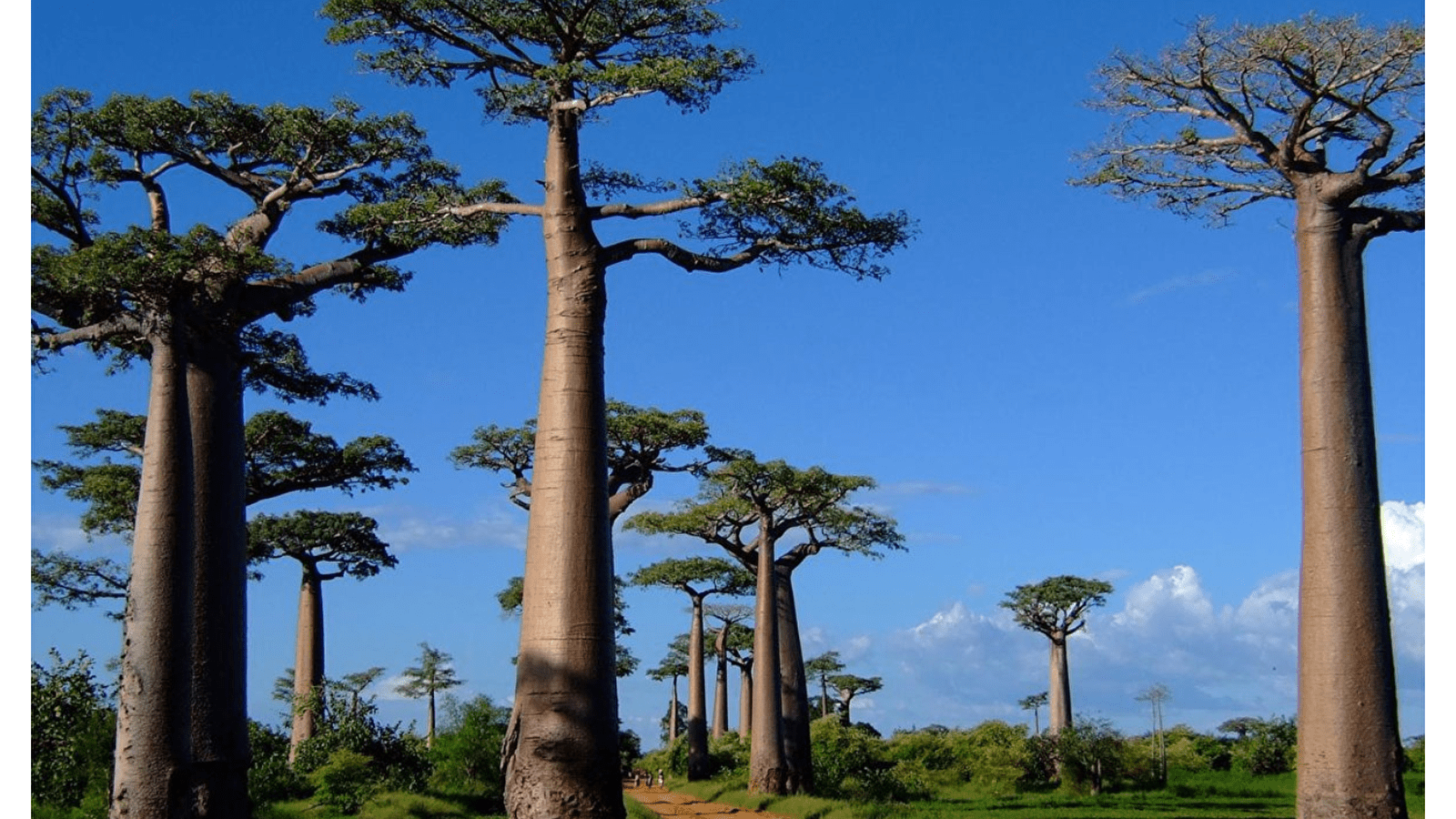 Baume au cœur - Pays à l'honneur : Madagascar