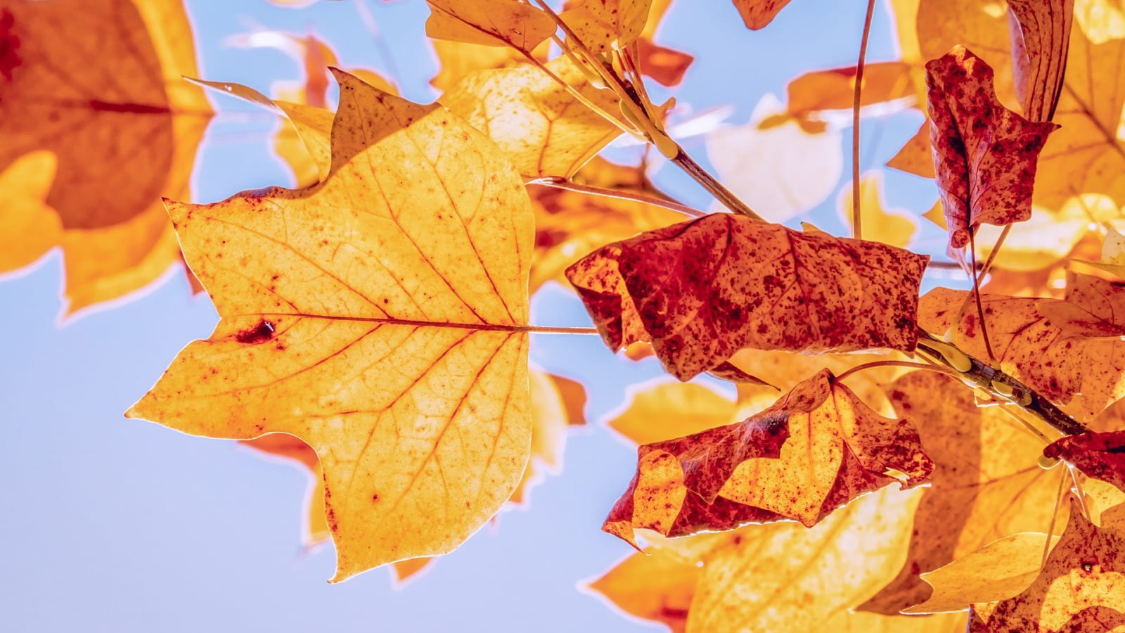 Fête de l'automne