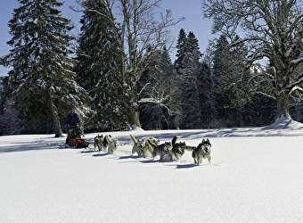 Chiens de traîneaux, Doubs