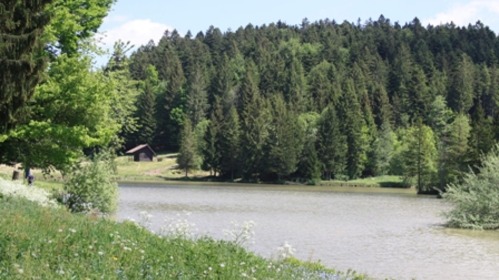 Pêche aux étangs du Bois du Roy