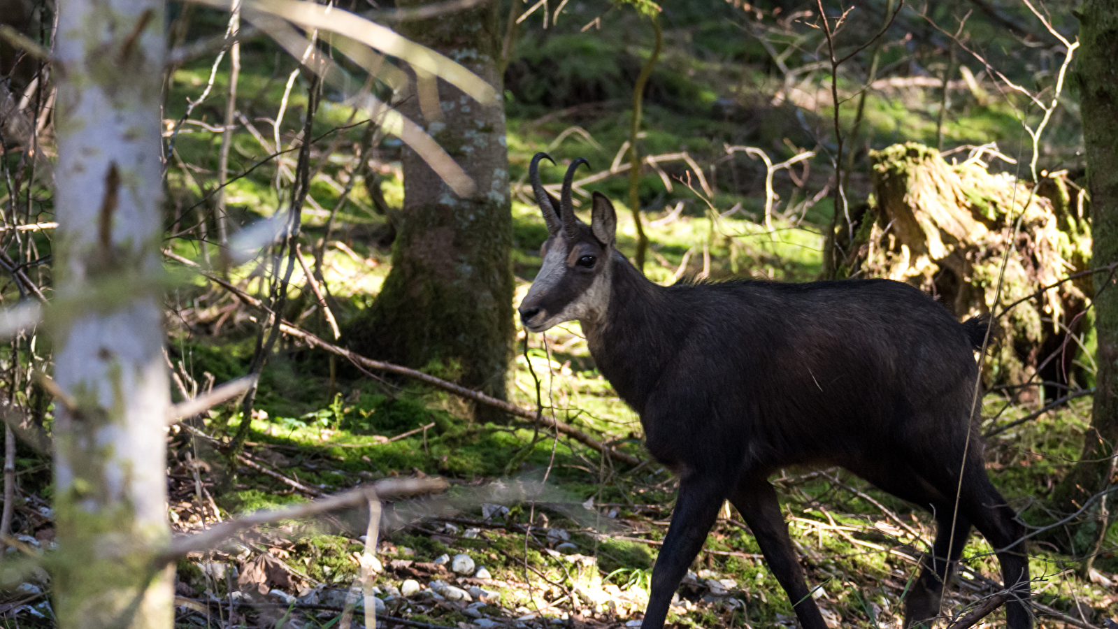 Sortie découverte - La piste du Chamois