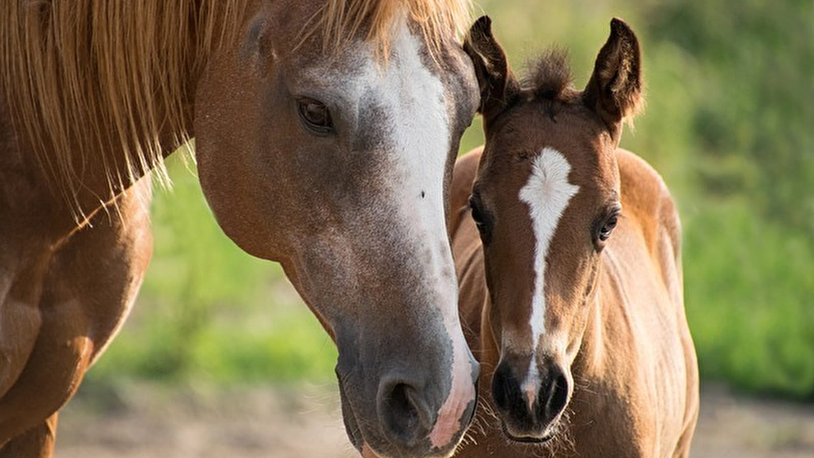 Festi'Cheval