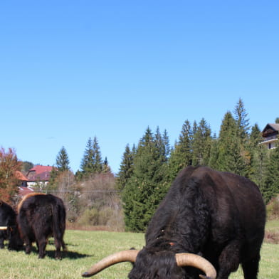 Ferme du Mont d'Or