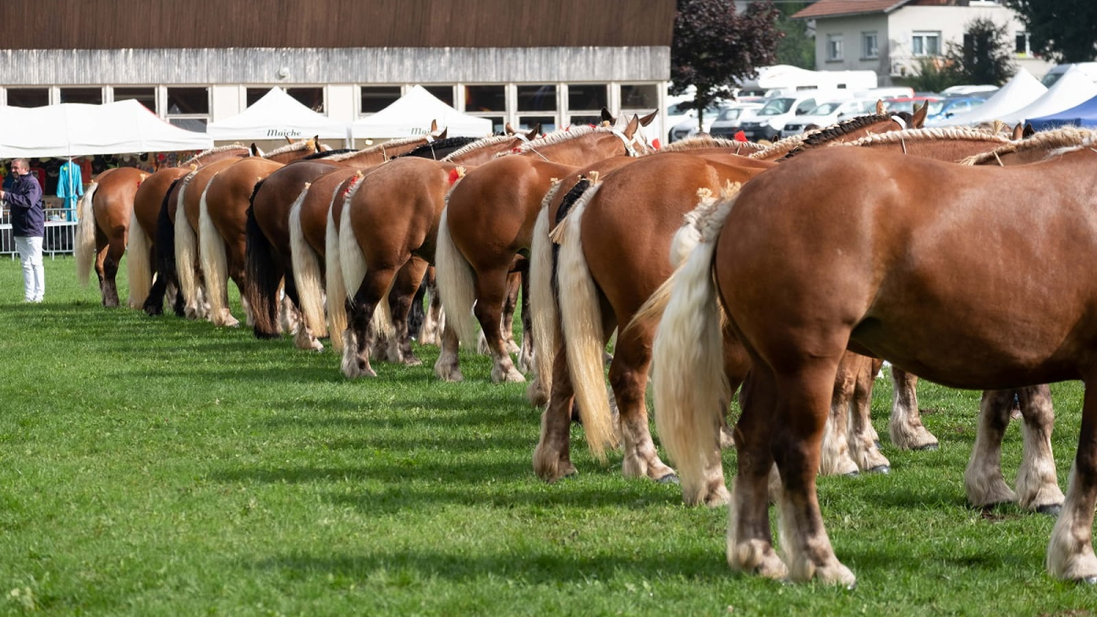 Concours National du Cheval de Trait comtois