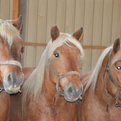 La Ferme des Comtois