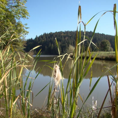 Pêche aux étangs du Bois du Roy