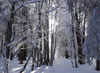 Animation raquettes : Ne pas perdre le Nord' - Trucs et astuces pour s'orienter en forêt. - METABIEF