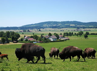 Les Bisons du Sachuron - DAMPRICHARD