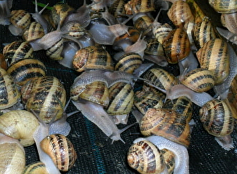L'Escargot de la Ferme du Lomont - CHAMESOL