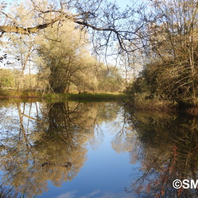 Marais de Saône