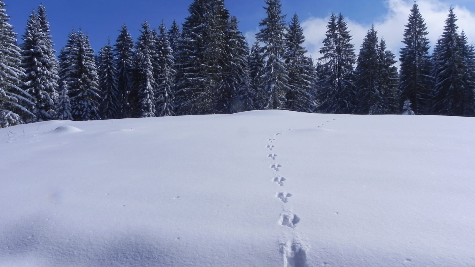 Randonnée sur les traces de la faune sauvage