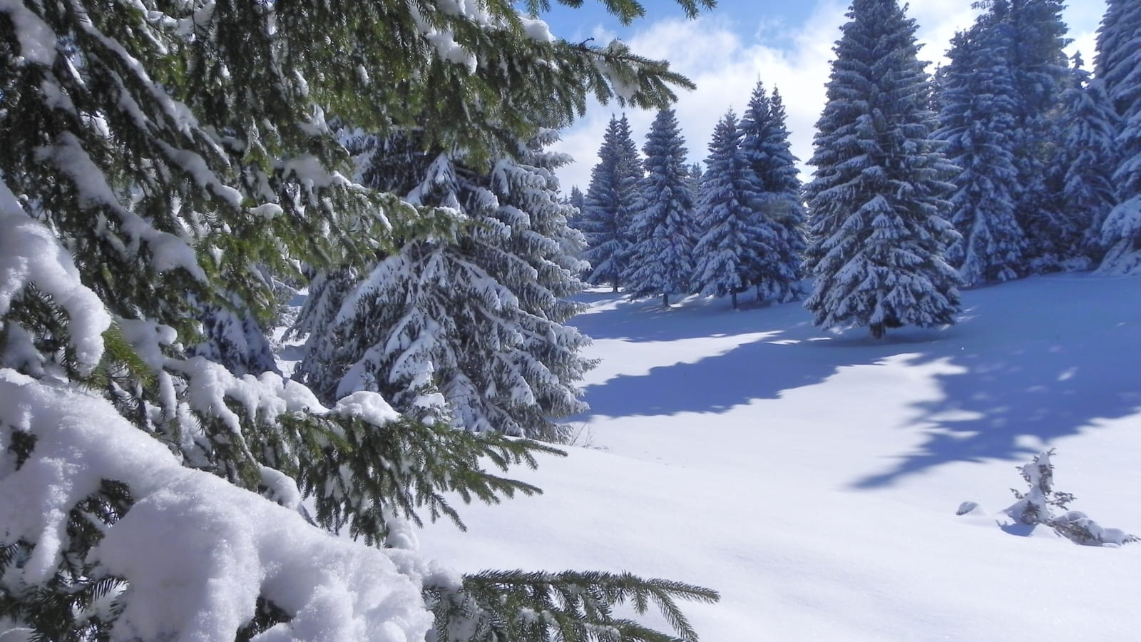 Randonnée raquette dans l'alpage du Jura