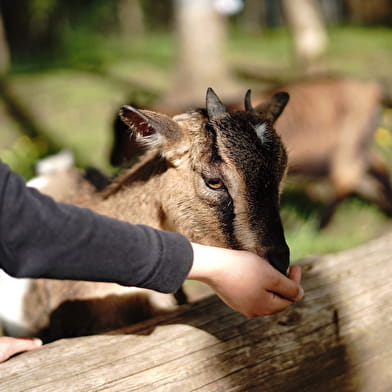 Lama Loisir Mamirolle