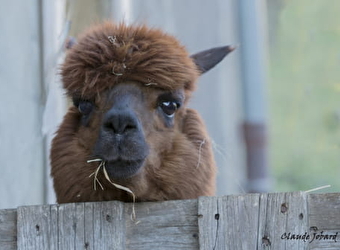 Les lamas d'Anny - MALANS