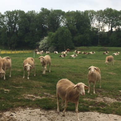 La Bergerie de Sophie