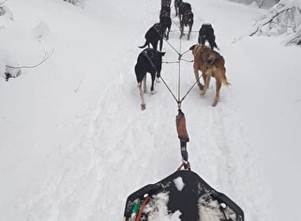 Ecole de traîneaux - Too Mush - LE CROUZET