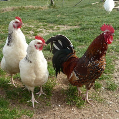 Ferme pédagogique les 2 Collines