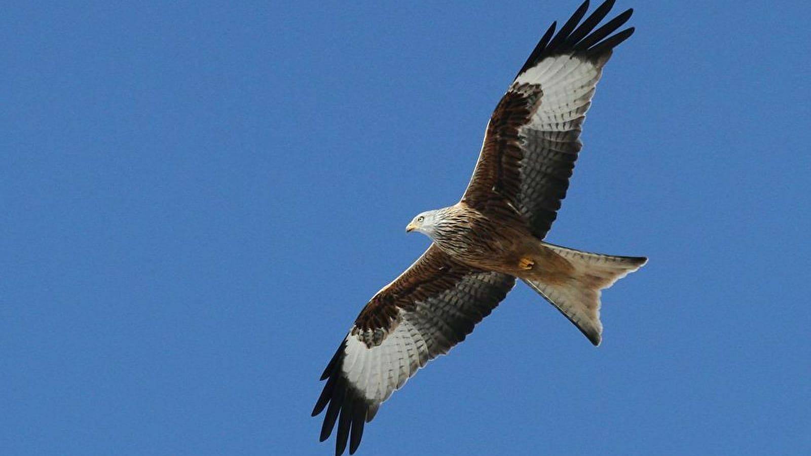 Découverte des oiseaux