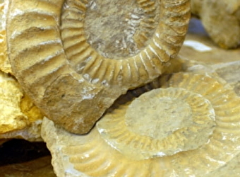 Musée de paléontologie géologie et des minéraux - ROUGEMONT