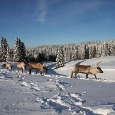 Frisson nordique dans le Val de Mouthe