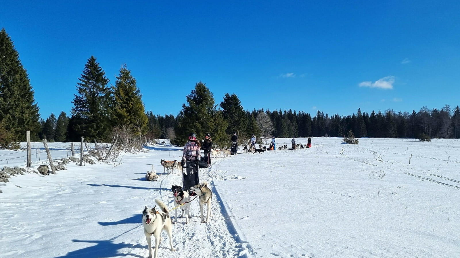 Balade nocturne chiens de traineaux et repas