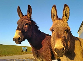 Apach'ânes - LES FOURGS