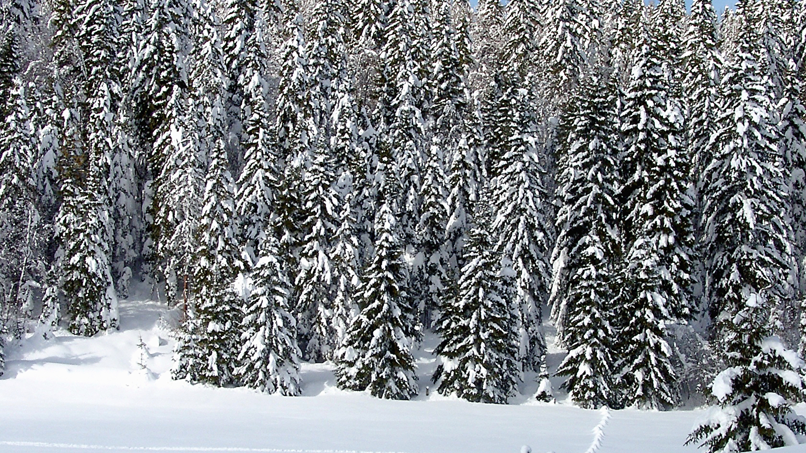 Site Nordique de La Cernay Blanche