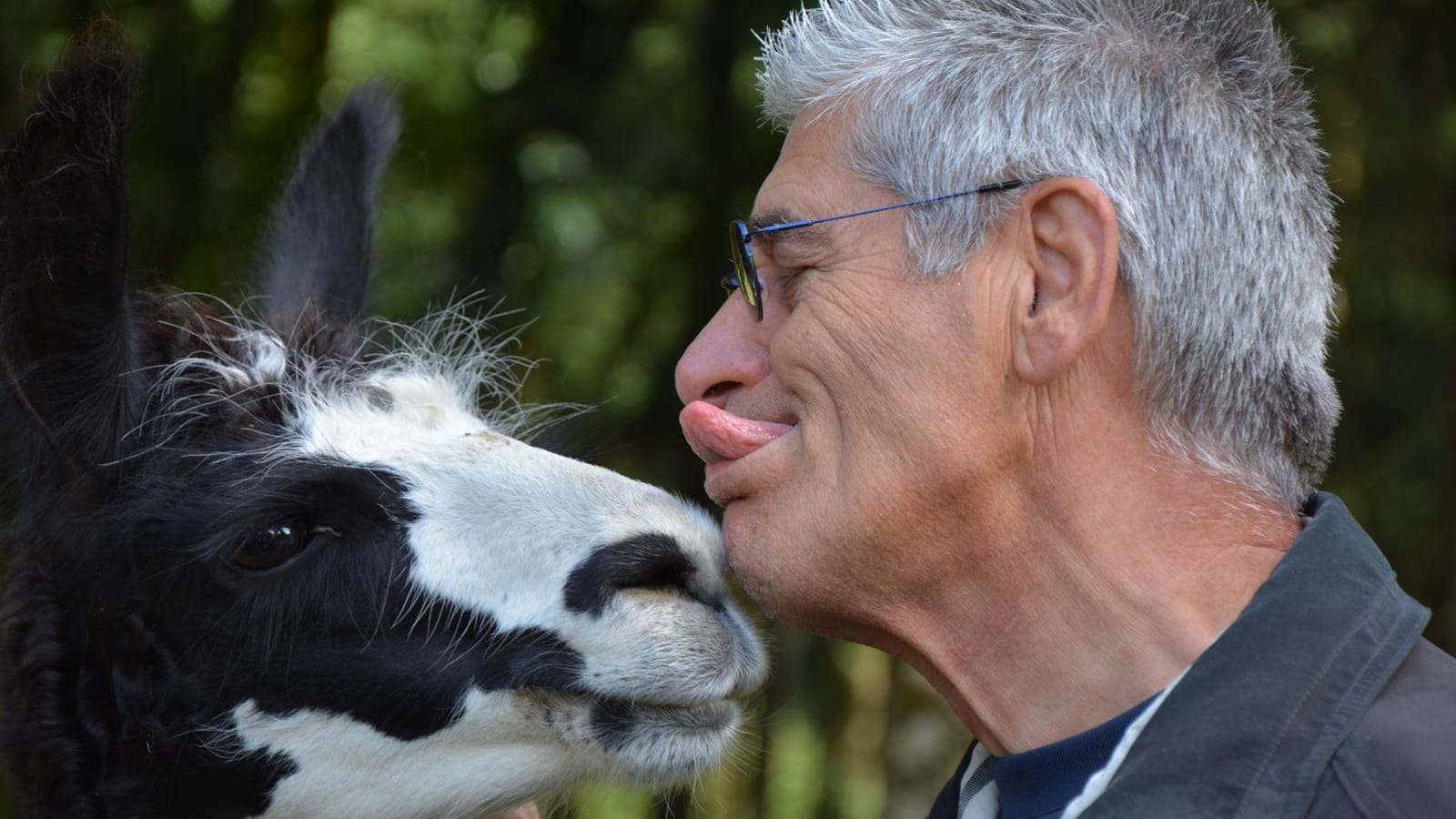 Ferme aux lamas