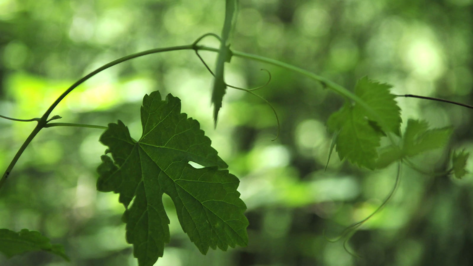 Une passion pour la vigne sauvage
