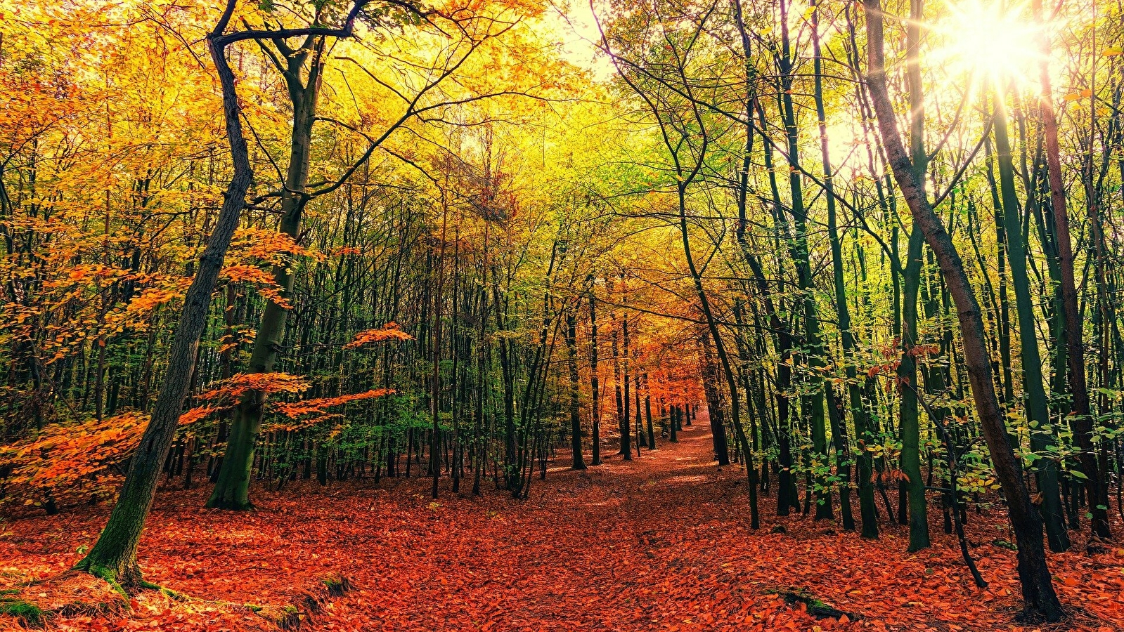 Fête de l'automne