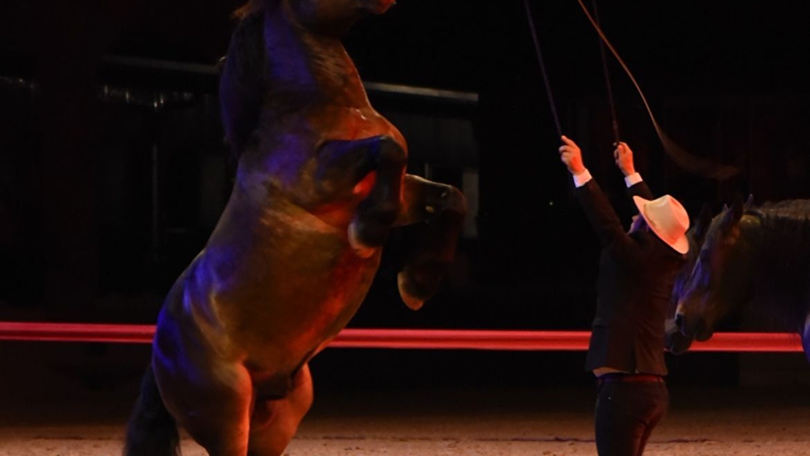 Spectacle équestre - Les Comtois en folie